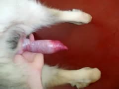 Animal fetish video featuring a woman holding a dogs jock while the brute cums